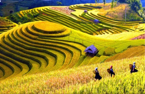 Sapa Medium Trekking 03 Nights & 03 Days (By bus)