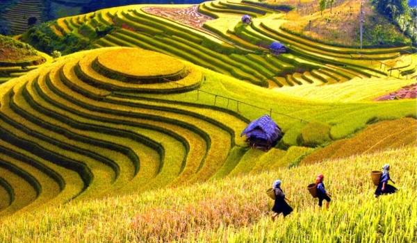 Sapa Medium Trekking 03 Nights & 03 Days (By bus)